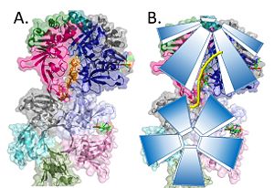 Model of the pentamer-pentamer structure. (PDB: 4HQB) This figure was generated using Pymol.