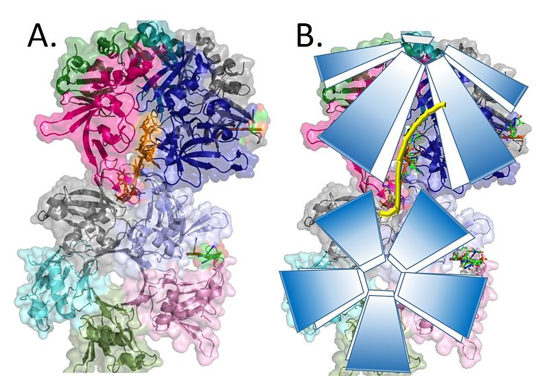Image:Pentamer-pentamer.jpg
