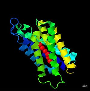 Aquaporin 4