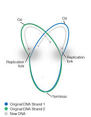 Bacterial replication fork