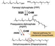 Schematic flowchart for staphyloxanthin and cholesterol biosynthesis from farnesyl diphosphate.