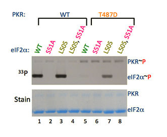 Disruption of hydrophobic cluster leads to Ser51 phosphorylation of the T487D mutant, bypassing helix aG interaction with eIF2a.