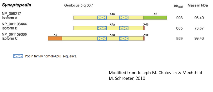 Synaptopodin exist in three different isoforms produced by alternative splicing of the N- and C-terminal exons.