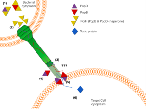 Model of P. aeruginosa Type III secretion system. PcrH remains in the bacterial cytoplasm bound to PopB and PopD to keep them soluble and competent for secretion.