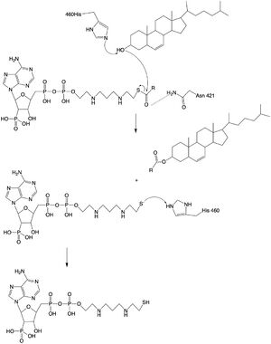 Figure 2: Acyltransferase mechanism of ACAT1 with conserved MBOAT family catalytic residues.