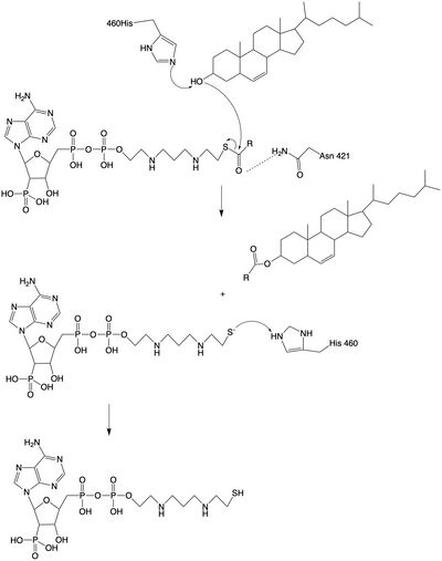 Figure 2: Acyltransferase mechanism of ACAT1 with conserved MBOAT family catalytic residues.
