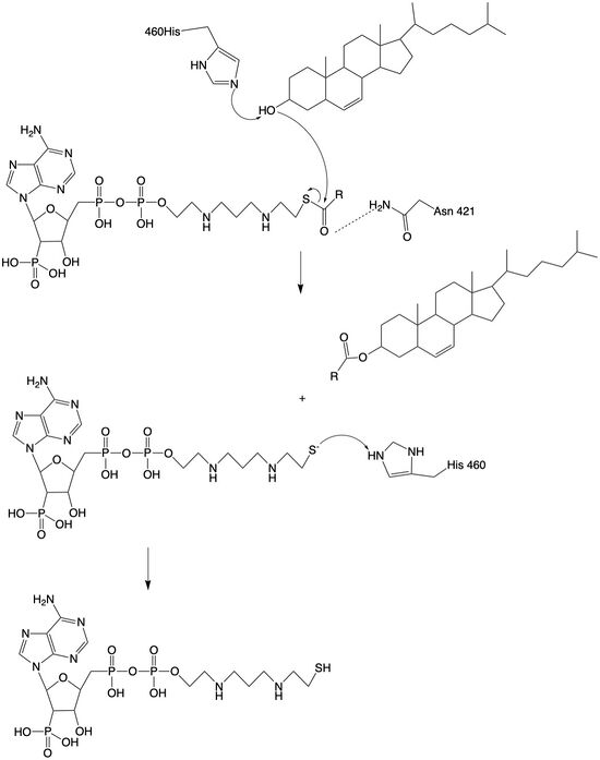 Figure 2: Acyltransferase mechanism of ACAT1 with conserved MBOAT family catalytic residues.