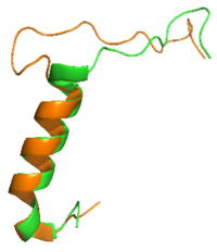 Overlay of sCT (green) and rAmy (orange)