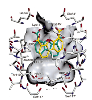 TTR in complexe with Dibenzofuran-4,6-dicarboxylic acid (DDBF)