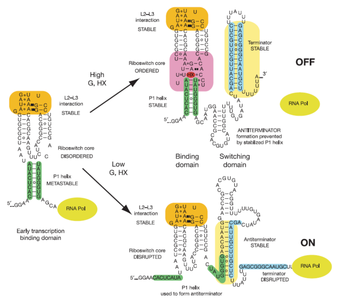 Image:Function of riboswitch.png