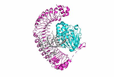 Figure 1:Overall cartoon of SHOC2-PP1C-MRAS structure with SHOC2 in pink, PP1C in blue, and MRAs in white