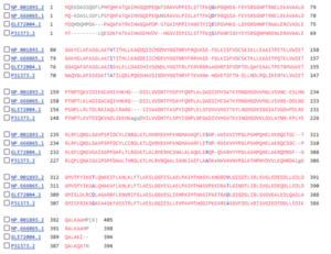 Alignment of the amino acid sequences of cystathionine gamma-lyase protein from Homo sapiens, Mus musculus, Pseudomonas aeruginosa, and Saccharomyces cerevisiae, showing high similarity across different lineages. Alignment by COBALT NCBI tool.