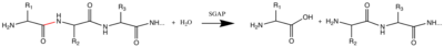 Reaction catalyzed by SGAP; scissile bond is shown in red.
