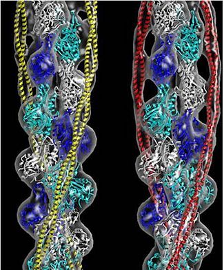 Tropomyosin (seen in red and yellow) wrapped around an actin filaments (EM Reconstruction with G-actin filled in). (William Lehman's Website)