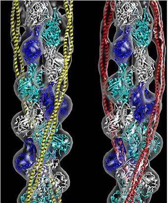 Tropomyosin (seen in red and yellow) wrapped around an actin filaments (EM Reconstruction with G-actin filled in). (William Lehman's Website)