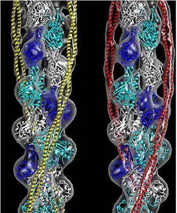 Tropomyosin (seen in red and yellow) wrapped around an actin filaments (EM Reconstruction with G-actin filled in). (William Lehman's Website)