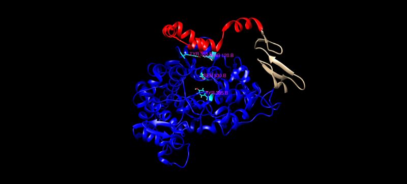 Image:Cyclooxygenase active cite.jpg