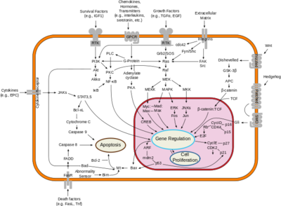 Figure 2; By cybertory - This file was derived from: Signal transduction v1.png, CC BY-SA 3.0, https://commons.wikimedia.org/w/index.php?curid=12081090