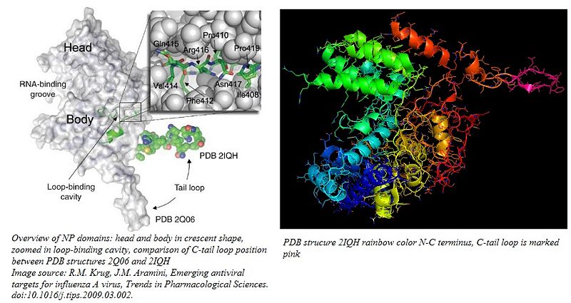 Image:Structural Features of NP.jpg