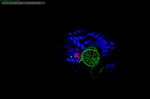 PaFAN1 (PDB:4R89) with VRR-Nuc catalytic conserved residues in pink, and DNA strand in green