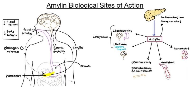 Image:Amylin bio role.jpeg