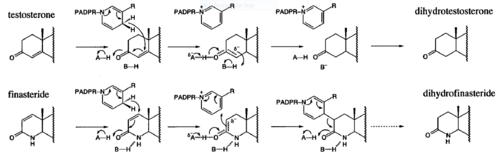 Fig. 3. Proposed mechanism of inhibition by Bull et. al. Image shows how the inhibition of 5alpha-reductase is achieved  as Finasteride is used as a substrate to create an enolate intermediate, similar to the one made  during the reduction of testosterone. However, the complex created does not allow for the proton transfer needed to complete the reduction of NADP-Dihydrofinasteride  to Finasteride, because of the change in the carbanion position. PADPR= phosphoadenosine diphosphoribose