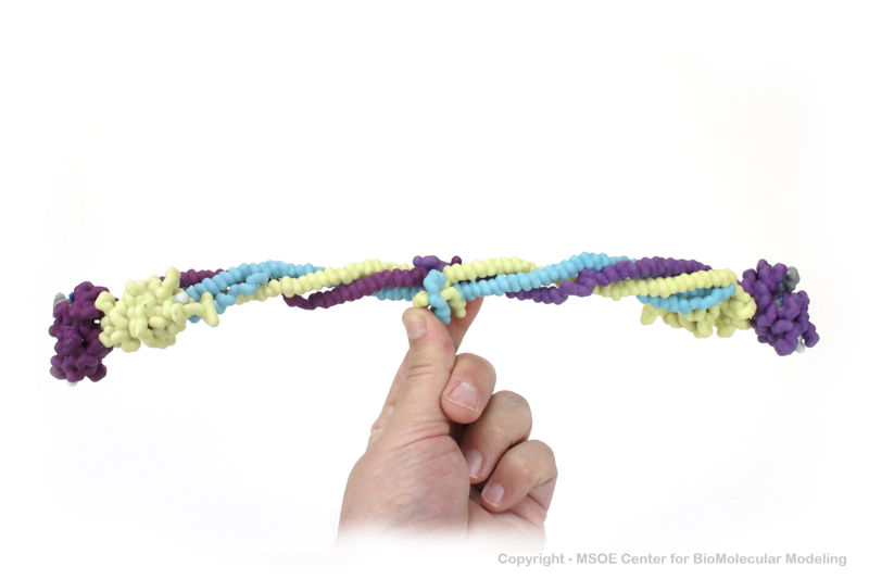 Image:Fibrinogen1 centerForBioMolecularModeling.jpg