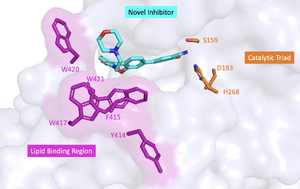The novel inhibitor bound between the lipid-binding region of one LPL and the catalytic site of the other LPL of the tetramer.