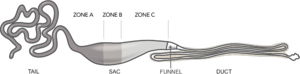 Schematic of Major ampullate gland of spiders. From Andersson et al. (2013). Morphology and composition of the spider major ampullate gland and dragline silk. Biomacromolecules 14, 2945-2952.
