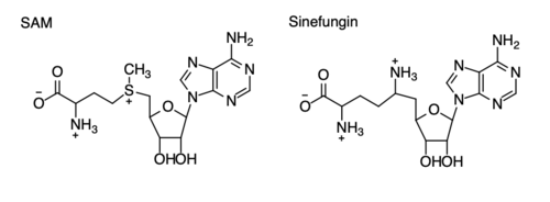 Figure 3: Histone Methylation Mechanism