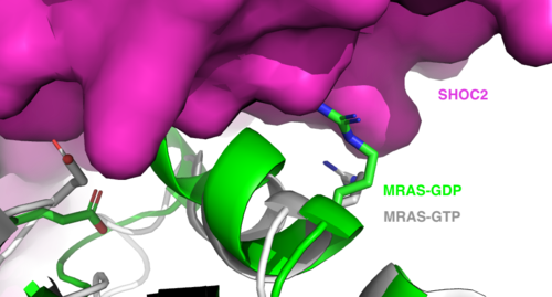 Figure 2: MRAS-GTP/SHOC2 PDB:7upI MRAS-GDP PDB:1x1r