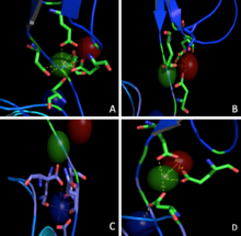 Fig.2. Different calcium coordinations