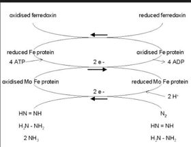 Fig. 2 The interaction between 5β-reductase (green) and Finasteride (gray) and NADP (blue).  Two Tyrosine (58 and 132 in yellow), two Tryptophan (89 and 230 in red) and Glutamic acid (120 in orange) residues in 5β-reductase are interacting with Finasteride. While Glutamine (193 in light blue) and aspartic acid (53 in purple) residues in 5β-reductase are interacting with NADP.