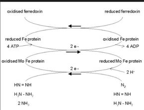 Fig. 1The interaction between 5β-reductase (green) and Finasteride (gray) and NADP (blue).  Two Tyrosine (58 and 132 in yellow), two Tryptophan (89 and 230 in red) and Glutamic acid (120 in orange) residues in 5β-reductase are interacting with Finasteride. While Glutamine (193 in light blue) and aspartic acid (53 in purple) residues in 5β-reductase are interacting with NADP.