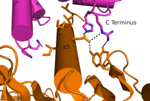 Figure 1. The interaction between an active mGlu and a G-protein