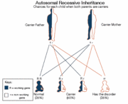 This particular image shows how the gene for ARG1 is inherited.
