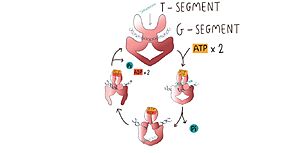 Image adapted from Chang, C.-C., Wang, Y.-R., Chen, S.-F., Wu, C.-C., & Chan, N.-L. (2013). New insights into DNA-binding by type IIA topoisomerases.