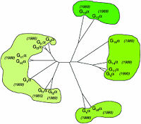 Homology of mammalian G-protein α-subunits.