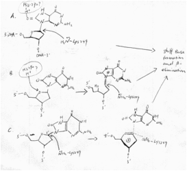 Three proposed mechanisms of mOGG1 [27]