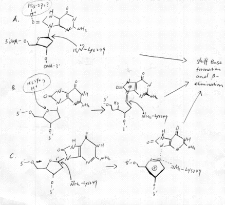 Three proposed mechanisms of mOGG1 [27]