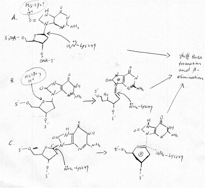 Image:MOGG1 mechanism.gif