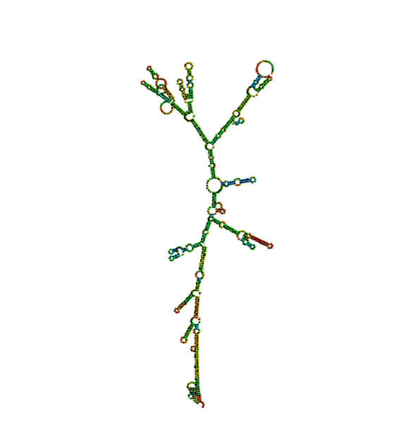Image:RNA.png