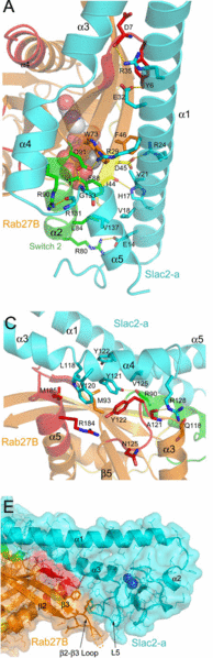 Image:Rab27B slac2a image3.gif