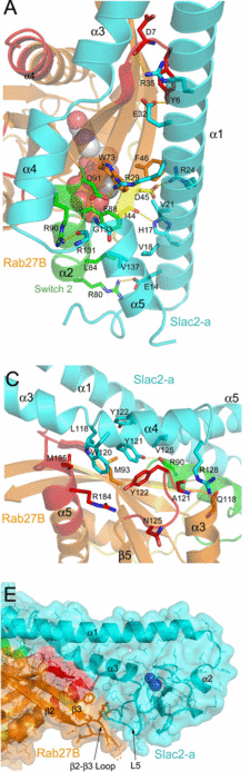 Figure 4: Rab27B/Slac2-a contact interfaces : (A) Contact area 1,  (C) Contact area 2,  (E) Contact area 3.
