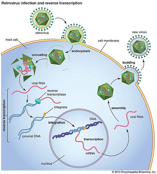 Image:Retrovirus-infection-DNA-reverse-transcriptase-RNA-host.jpeg