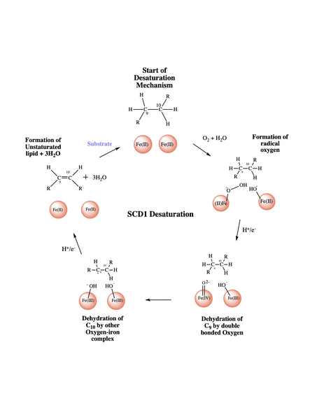 Image:SCD mecchh.png