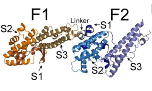 Subdomains of F1 and F2