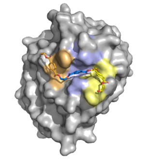 Figure 1. Surface rendering of the enzyme showing the hydrophobic binding pocket. Residues are color-coded based on the monomer they are interacting with in the PET substrate.