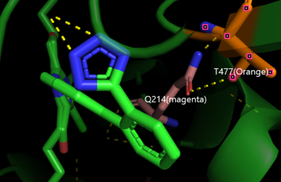 Figure 7. CYP2C9*30 side-chain interaction between Q214 and T477.