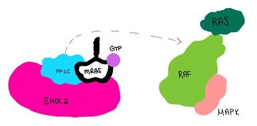 Figure 2:PP1C dephosphorylates RAF protein at serine 259